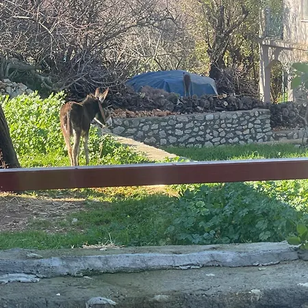 Holiday home Soeguet Osman Koey Evi *