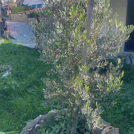 Soeguet Osman Koey Evi Holiday home *